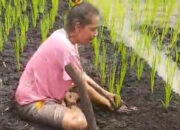 Dorong Swasembada Pangan, Distrik Tomu Tanam Padi di Lahan Rawa Milik Warga