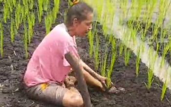 Dorong Swasembada Pangan, Distrik Tomu Tanam Padi di Lahan Rawa Milik Warga