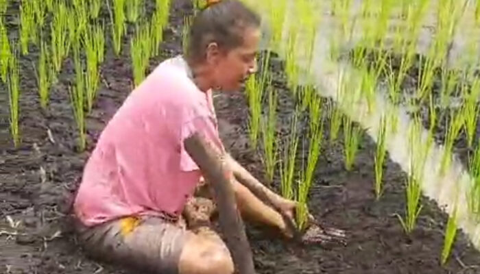 Dorong Swasembada Pangan, Distrik Tomu Tanam Padi di Lahan Rawa Milik Warga