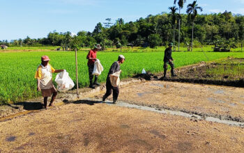 TMMD Tanam Padi Bersama Lahan 2 Ha Program TMMD KE – 124 Kodim 1802/Sorong