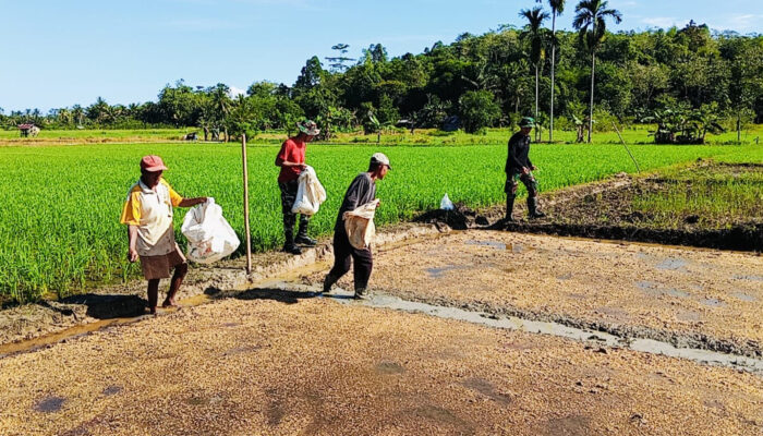 TMMD Tanam Padi Bersama Lahan 2 Ha Program TMMD KE – 124 Kodim 1802/Sorong