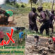 TNI Bantu Warga Kampung Pelima Menanam dan Memanen Hasil Kebun